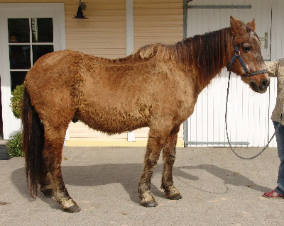 Christian BingoldCushings Horseaprrox 2.75 x2.25 @ 150 dpifrom his website