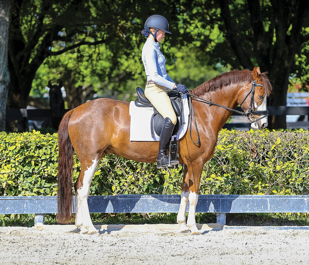 dt04dressagereinbackexercises