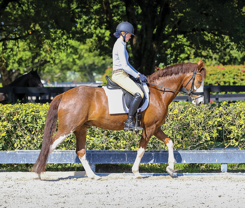 dt06dressagereinbackexercises