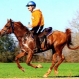amigo-air_horse_t607