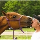 amigo-this_horse_loves_me_t607_0