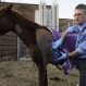 horse1_mp_web_t607