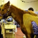 horse2_mp_web_t607