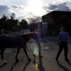 horse6_mp_web_t607
