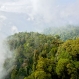 foja-mountains-new-species-discovered-aerial_20349_600x450
