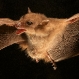 foja-mountains-new-species-discovered-blossom-bat_20350_600x450