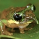 foja-mountains-new-species-discovered-frog_20352_600x450