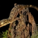 foja-mountains-new-species-discovered-geck_20354_600x450