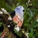 foja-mountains-new-species-discovered-pigeon_20355_600x450