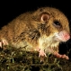 foja-mountains-new-species-discovered-tree-mouse_20356_600x450