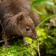 foja-mountains-new-species-discovered-wallaby_20357_600x450