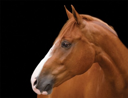 horses-18-060810