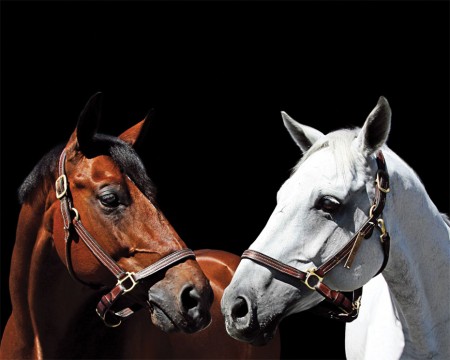 horses-38-060810