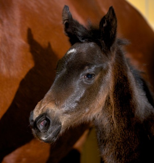 Totilas-foal-1-110123751