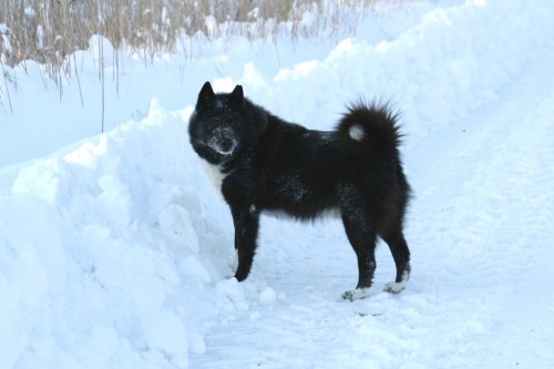 ursus ursus