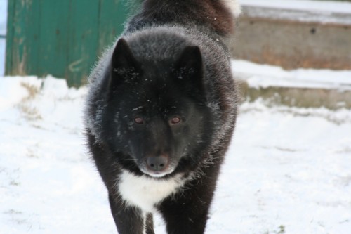 ursus2 ursus2