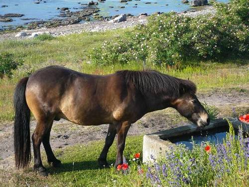 drinking-horse_60747 drinking-horse_60747