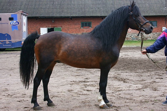 Estonian_native_horse