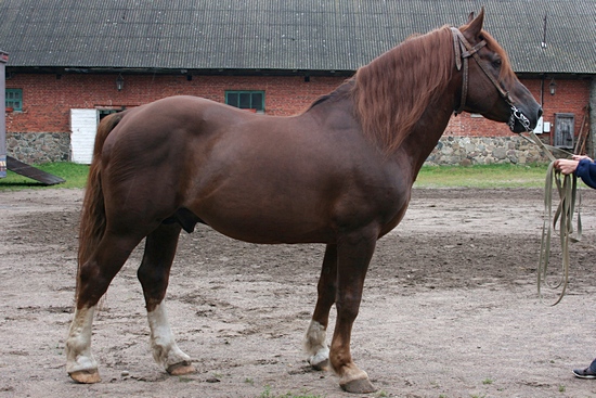 Tori_horse_universal