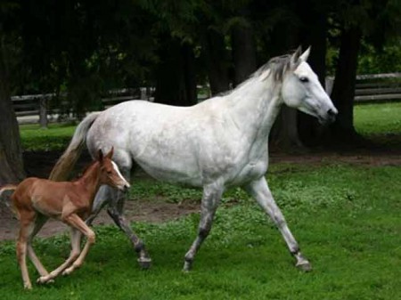 1432PembHorse