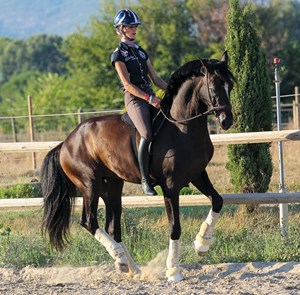 dt-02-bitless-dressage-debate