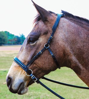 dt-04-bitless-dressage-debate