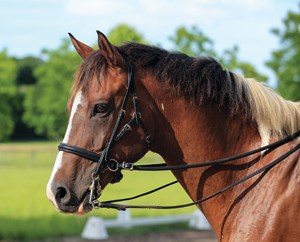 dt-05-bitless-dressage-debate